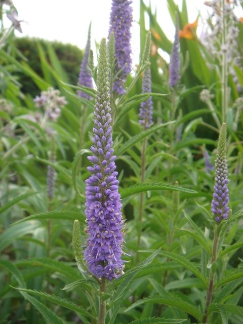Veronica longifolia fleur